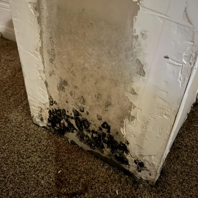 Professional Mold Removal in Crockett County, TN